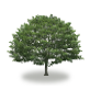 tree1