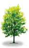 tree10
