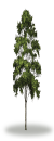 tree11