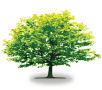 tree12