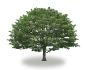 tree13