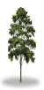 tree14