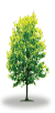 tree15