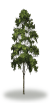 tree17