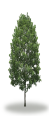 tree18
