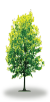 tree19