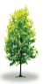 tree2