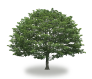 tree20