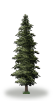 tree21