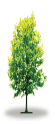 tree22