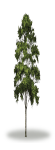 tree23