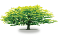 tree24