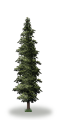 tree25