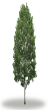 tree26