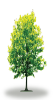 tree27