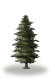 tree28