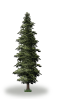 tree29