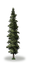 tree3