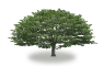 tree30