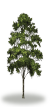 tree31