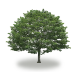 tree32