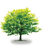 tree33