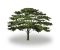 tree34