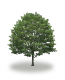 tree35