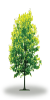 tree36