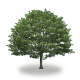 tree37