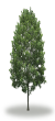 tree38