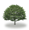 tree39