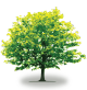 tree4