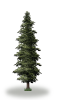 tree40