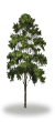 tree41