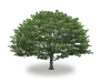 tree42