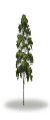 tree43