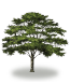 tree44