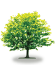 tree45
