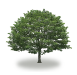 tree46