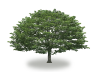 tree48