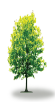 tree49
