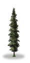 tree5