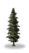 tree50
