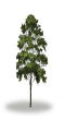 tree52