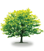 tree53