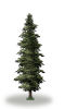 tree54