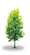 tree55