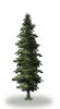 tree56