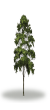 tree57